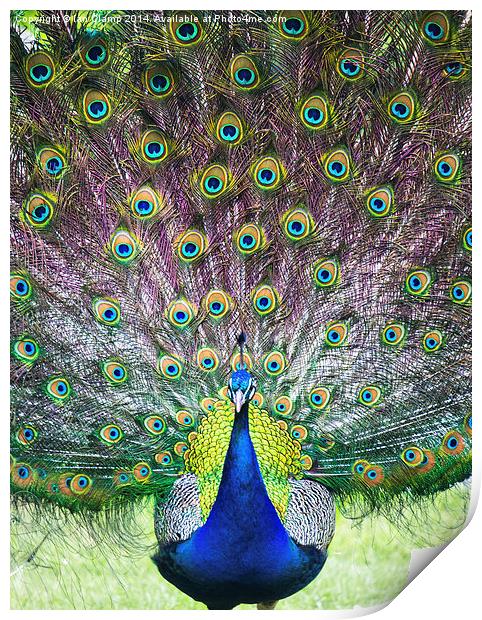  Proud peacock Print by Ian Clamp