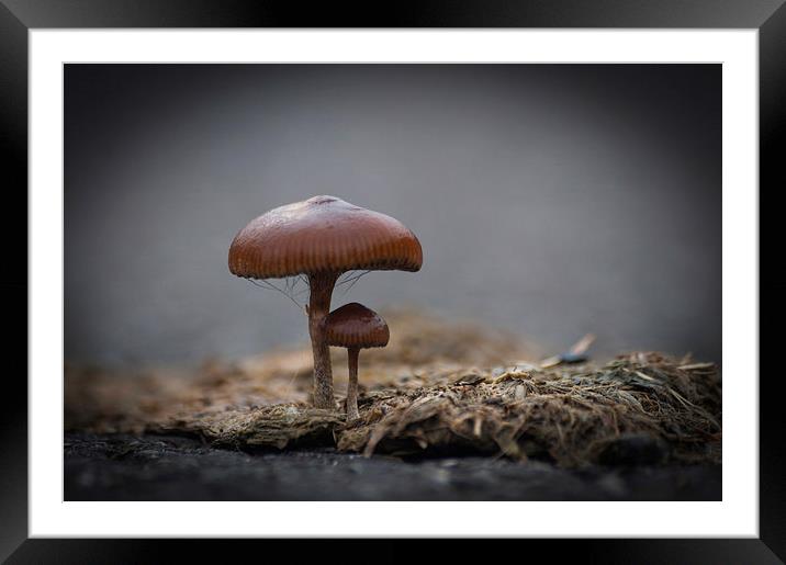 Mushrooms Framed Mounted Print by Steve Purnell