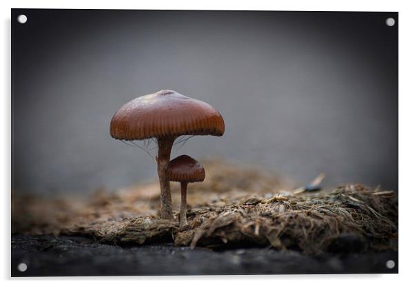 Mushrooms Acrylic by Steve Purnell