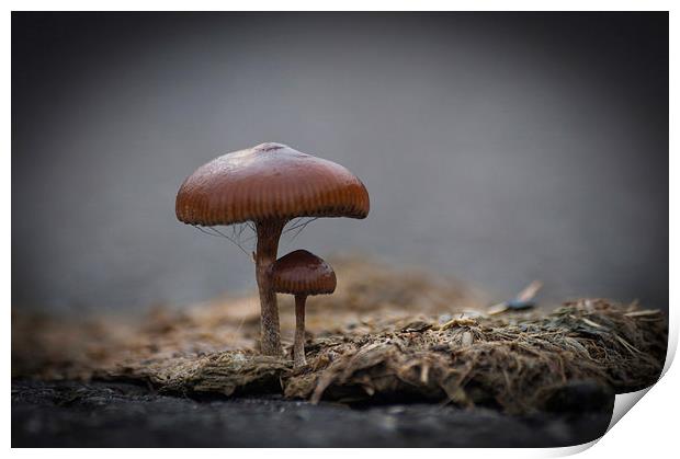 Mushrooms Print by Steve Purnell
