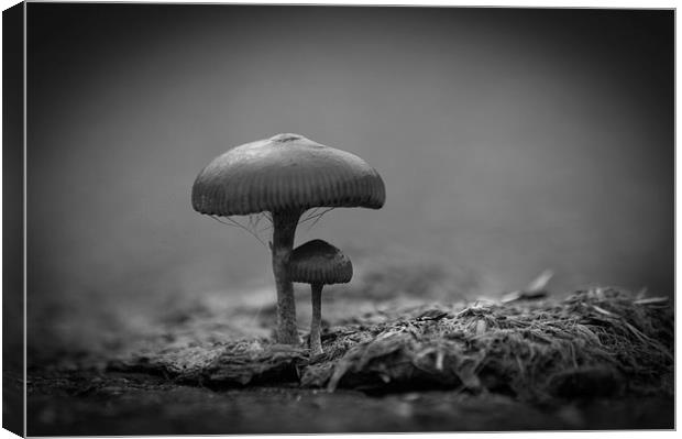 Mushrooms Mono Canvas Print by Steve Purnell