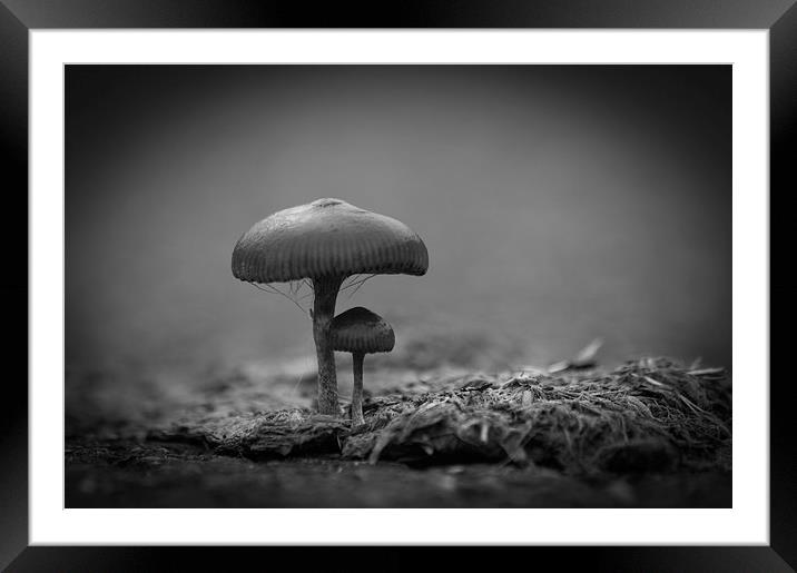 Mushrooms Mono Framed Mounted Print by Steve Purnell