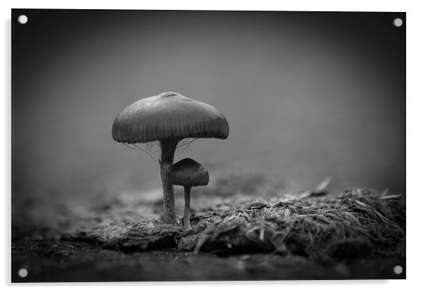 Mushrooms Mono Acrylic by Steve Purnell
