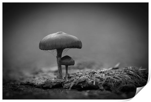 Mushrooms Mono Print by Steve Purnell