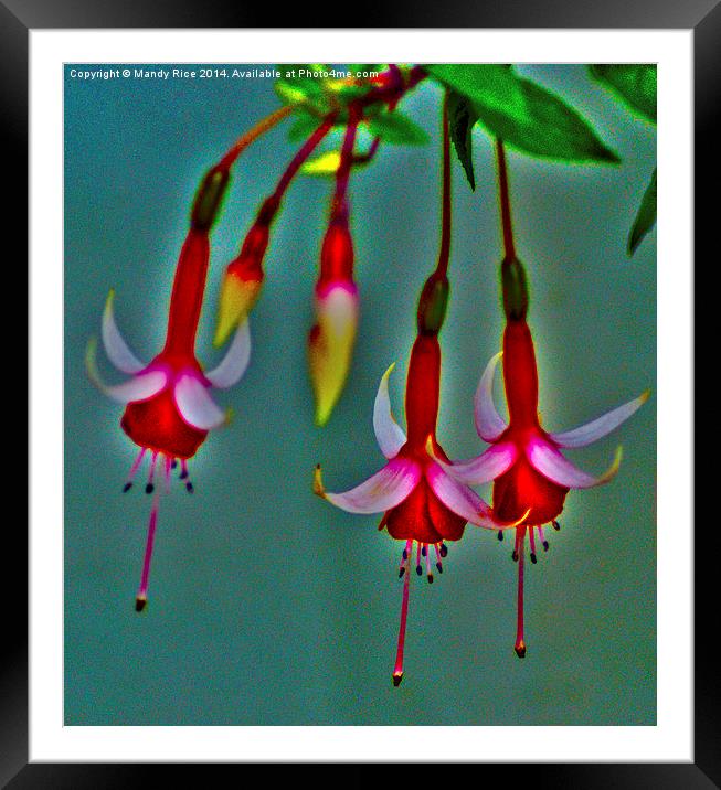  Glowing Fuschia Framed Mounted Print by Mandy Rice