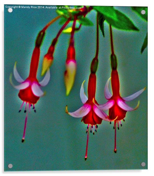  Glowing Fuschia Acrylic by Mandy Rice