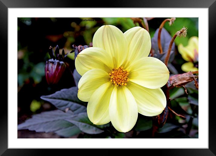 Beautiful Yellow Dahlia Framed Mounted Print by Frank Irwin