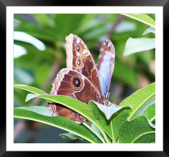 Butterfly Framed Mounted Print by charlie Mellow