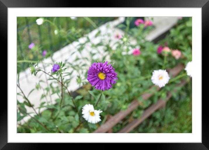 Pink Daisy Queen Framed Mounted Print by Adrian Bud