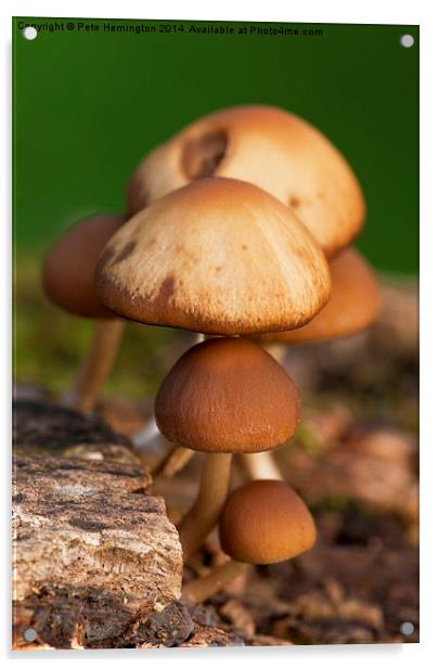  Mushrooms Acrylic by Pete Hemington