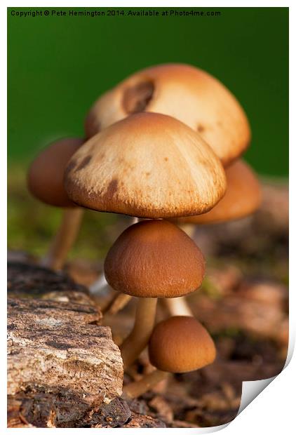  Mushrooms Print by Pete Hemington