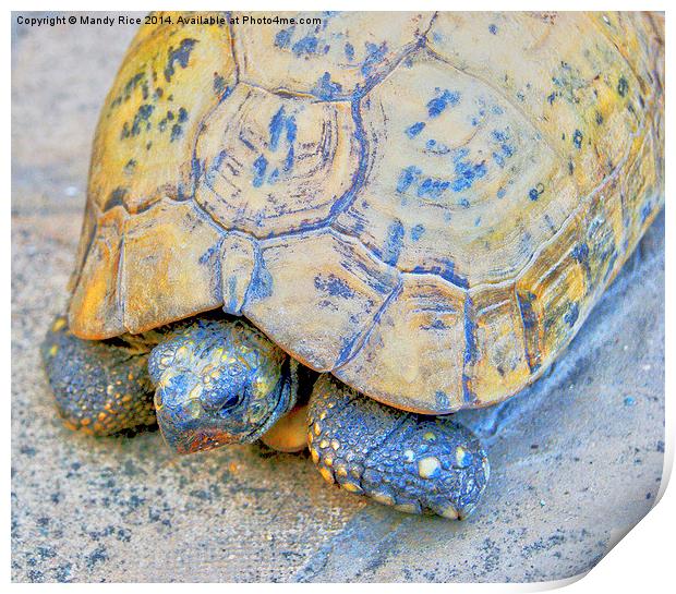  Tortoise Print by Mandy Rice