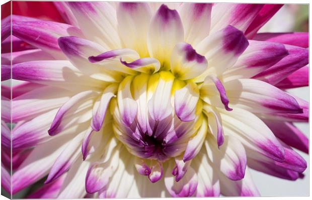 The Delicate Summer Beauty of Dahlia Canvas Print by Steve Purnell