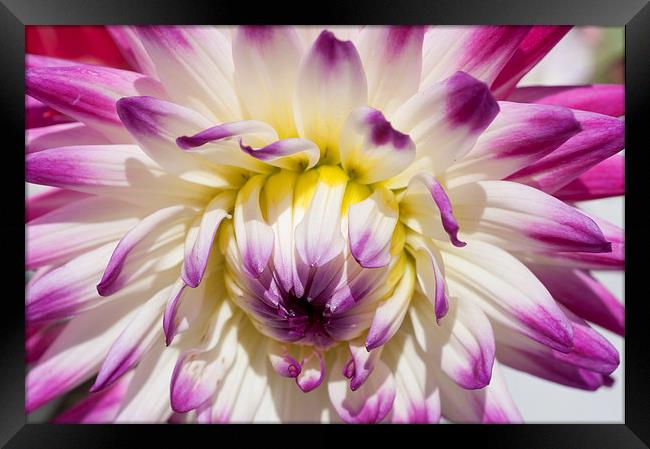 The Delicate Summer Beauty of Dahlia Framed Print by Steve Purnell
