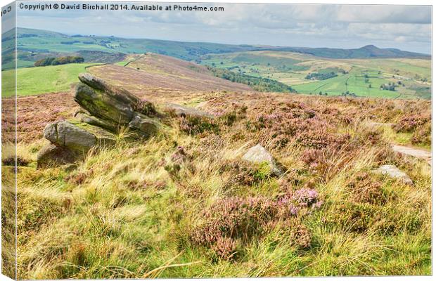 Heather On The Roaches Canvas Print by David Birchall