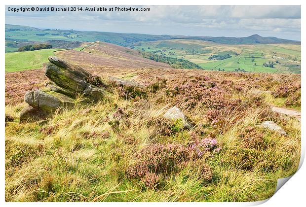Heather On The Roaches Print by David Birchall