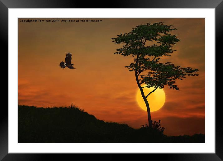 A Hawk In The Sunset Framed Mounted Print by Tom York