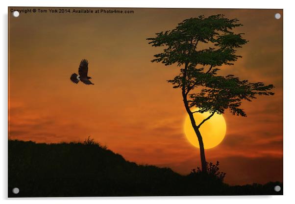 A Hawk In The Sunset Acrylic by Tom York