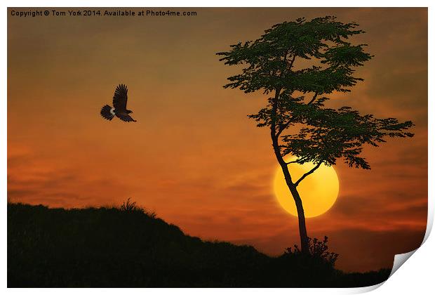 A Hawk In The Sunset Print by Tom York