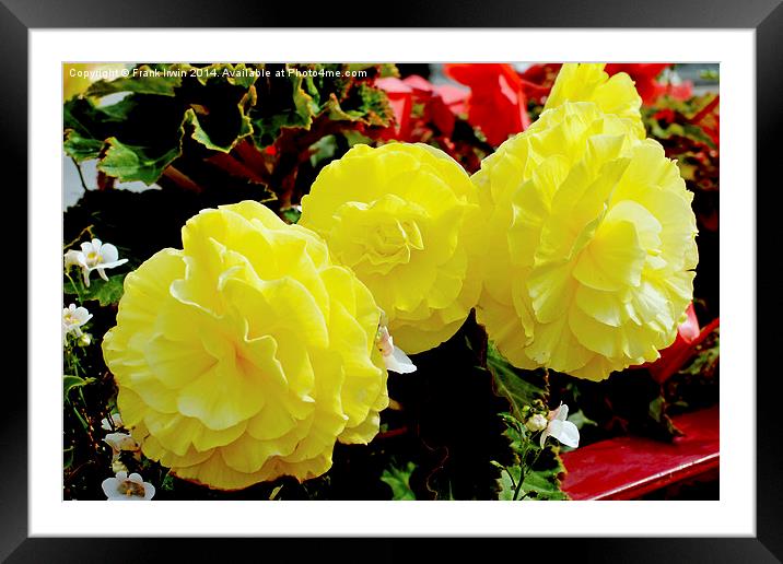  Beautiful Yellow Begonia Framed Mounted Print by Frank Irwin
