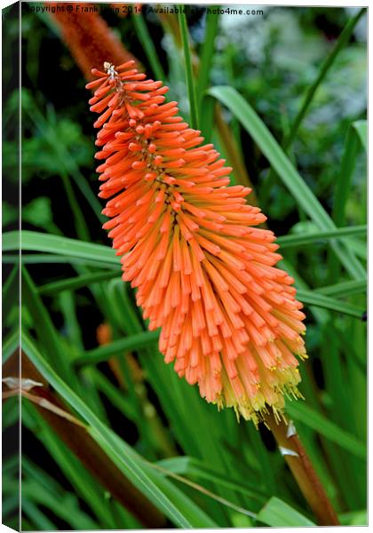  Red Hot Poker plant, Kniphifia. Canvas Print by Frank Irwin