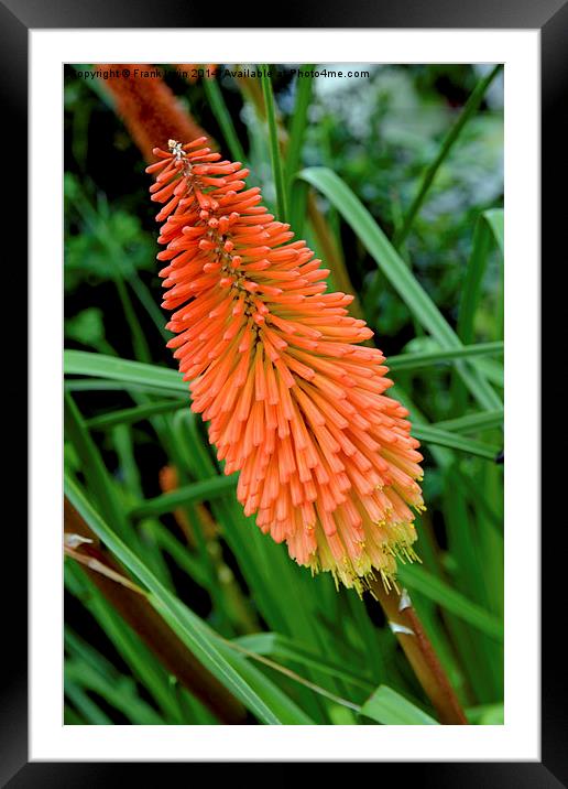  Red Hot Poker plant, Kniphifia. Framed Mounted Print by Frank Irwin