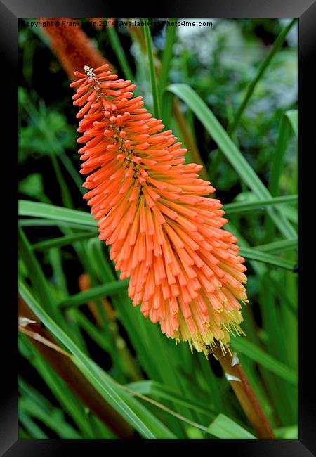  Red Hot Poker plant, Kniphifia. Framed Print by Frank Irwin