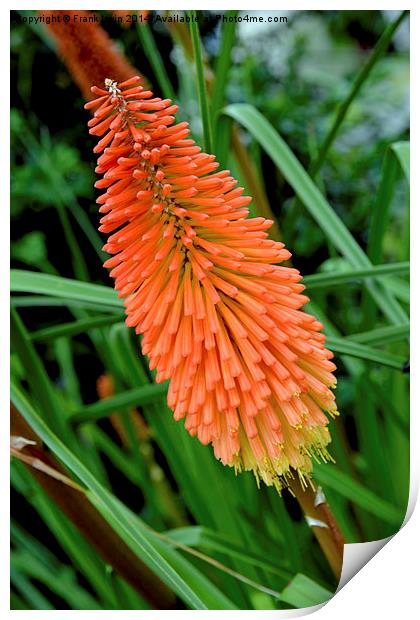  Red Hot Poker plant, Kniphifia. Print by Frank Irwin