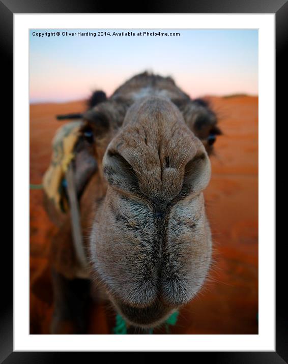  Be more Camel  Framed Mounted Print by Oliver Harding
