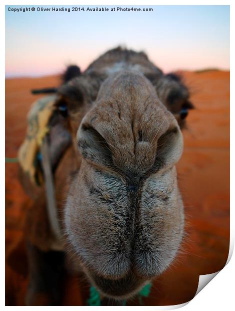  Be more Camel  Print by Oliver Harding