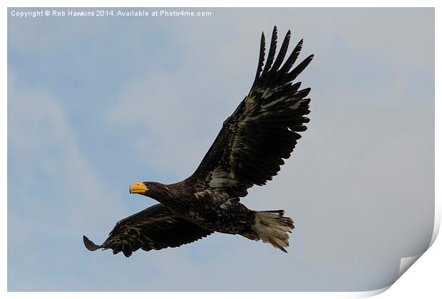  Flight of the Eagle  Print by Rob Hawkins