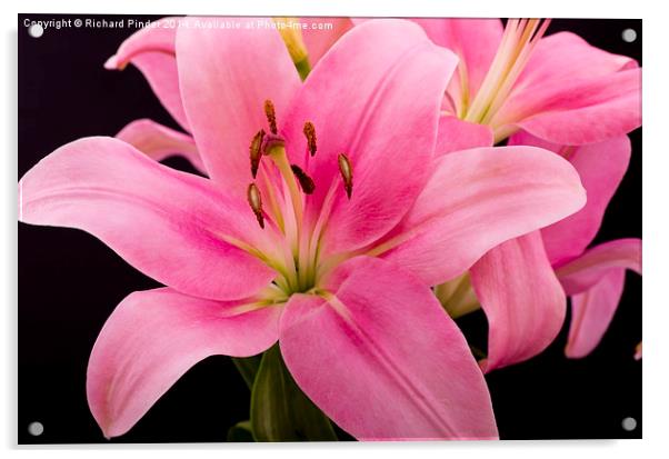  Oriental Pink Lilly Acrylic by Richard Pinder