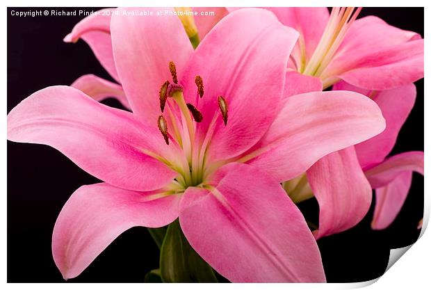  Oriental Pink Lilly Print by Richard Pinder