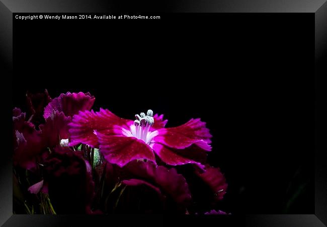  Flowers in the dark Framed Print by Wendy Mason