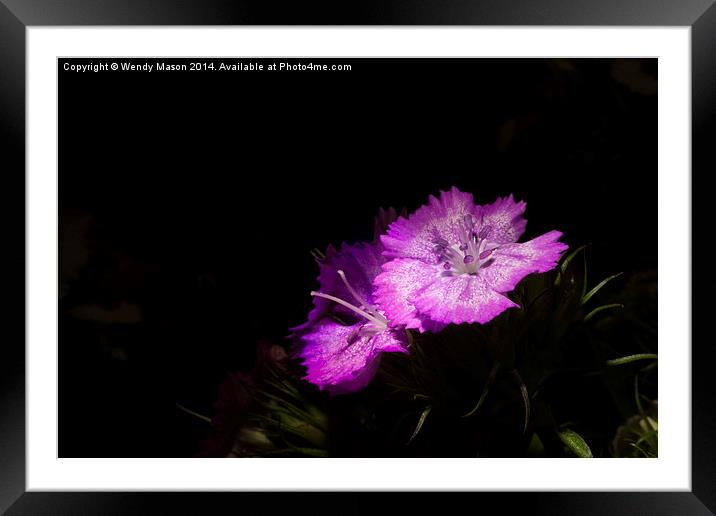  Flowers in the dark Framed Mounted Print by Wendy Mason