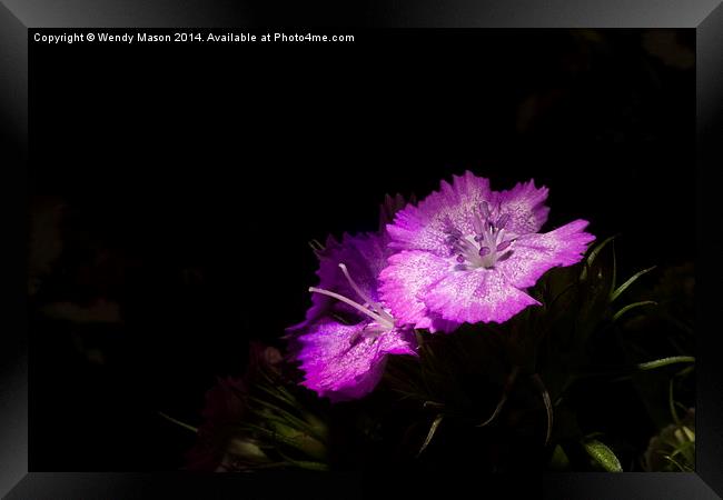  Flowers in the dark Framed Print by Wendy Mason