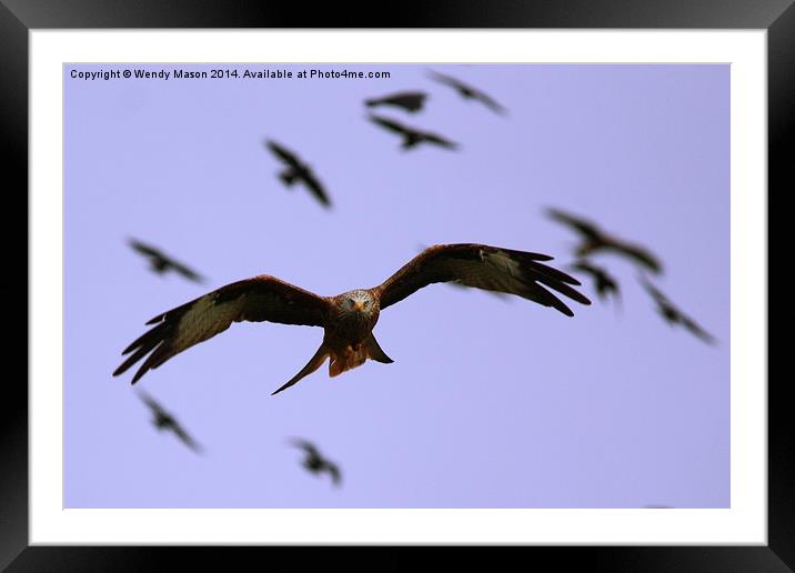 Red Kite   Framed Mounted Print by Wendy Mason