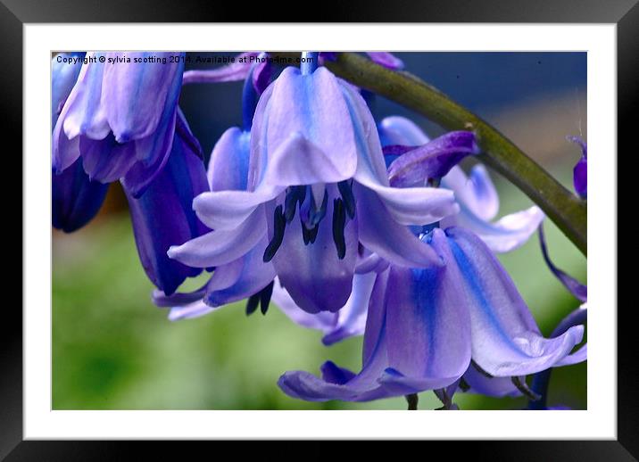  Dance of the bluebells Framed Mounted Print by sylvia scotting