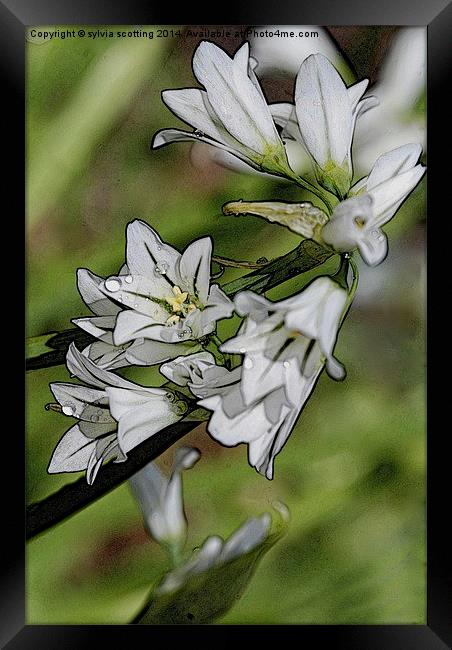  Garlic Flower  Framed Print by sylvia scotting
