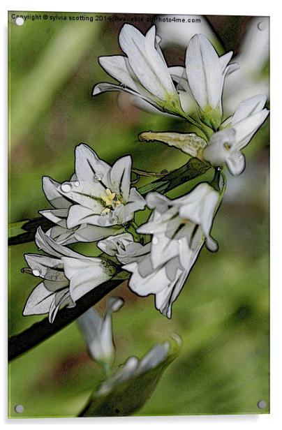  Garlic Flower  Acrylic by sylvia scotting
