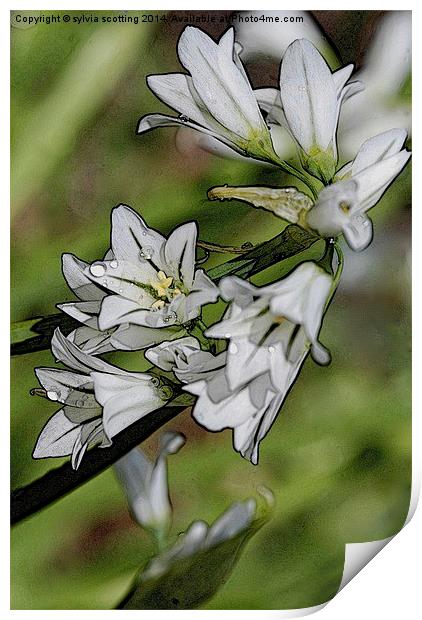  Garlic Flower  Print by sylvia scotting