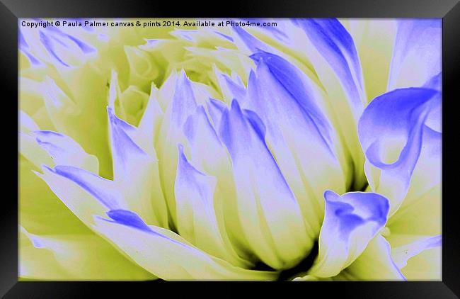 Digital dahlia  Framed Print by Paula Palmer canvas