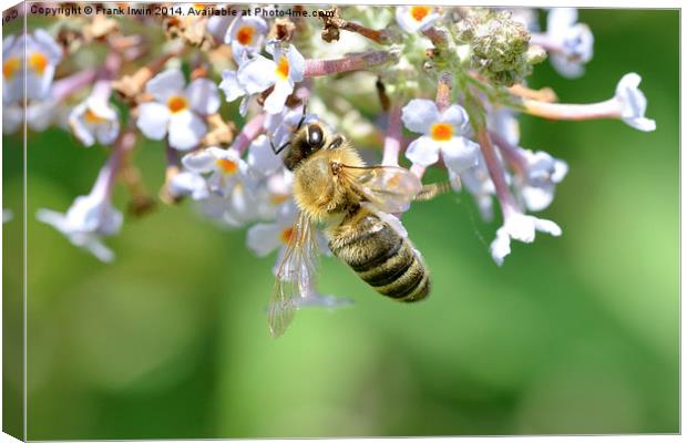  Common carder bee in Macro Canvas Print by Frank Irwin