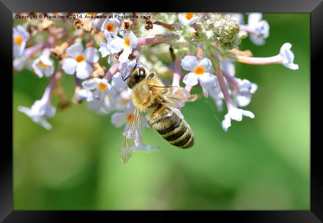  Common carder bee in Macro Framed Print by Frank Irwin