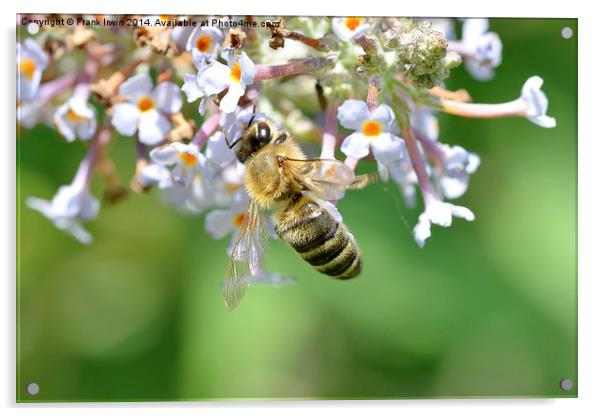  Common carder bee in Macro Acrylic by Frank Irwin