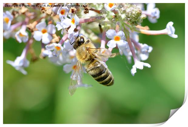  Common carder bee in Macro Print by Frank Irwin