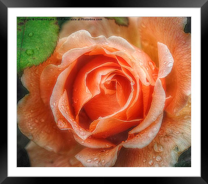  Raindrops on Roses Framed Mounted Print by Christine Lake