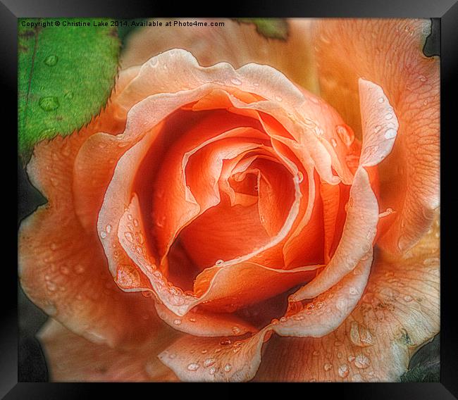  Raindrops on Roses Framed Print by Christine Lake