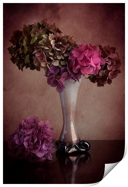  Hydrangea in vase Print by Eddie John