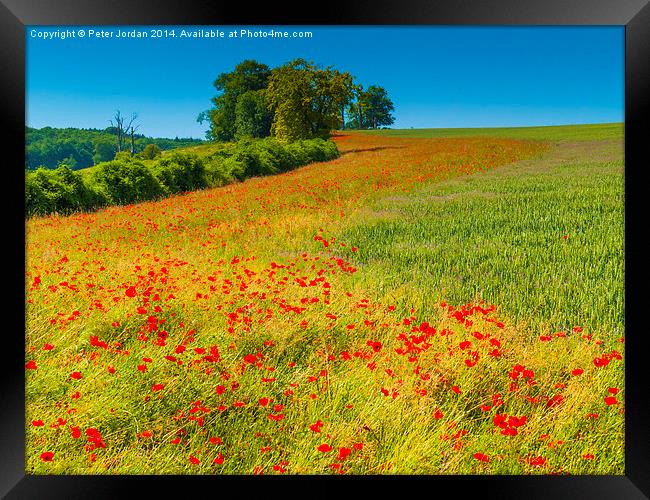  Red Poppies in a corn field Framed Print by Peter Jordan